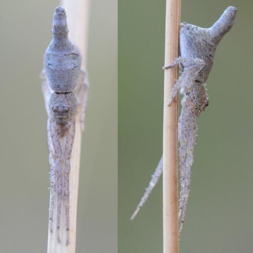 Tmarus staintoni